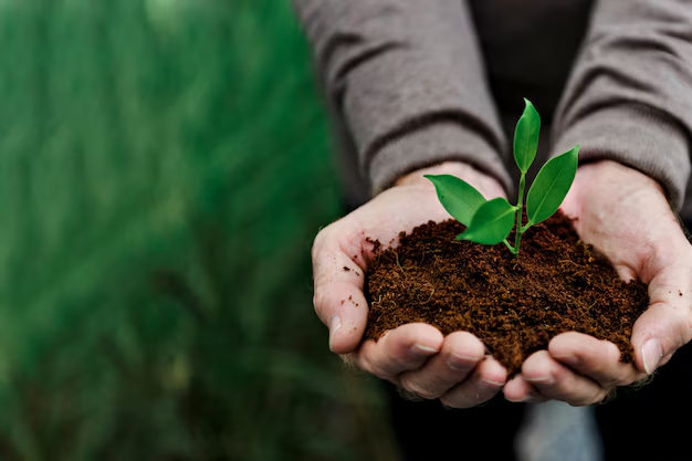 Plant in Hands