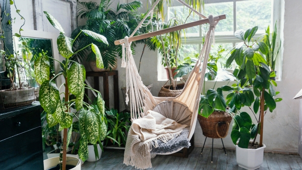 8 best air-purifying indoor plants for your home